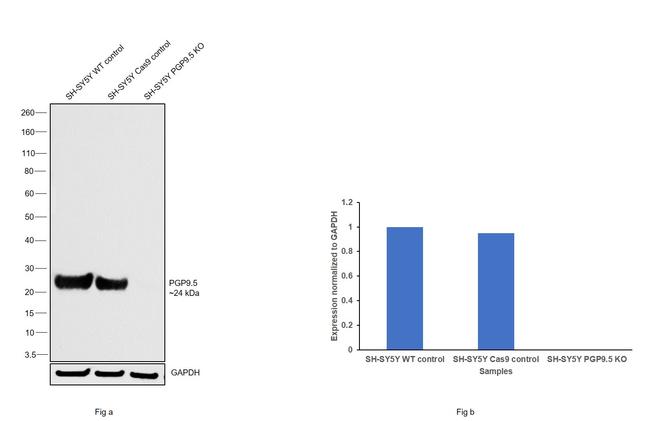 PGP9.5 Antibody in Western Blot (WB)