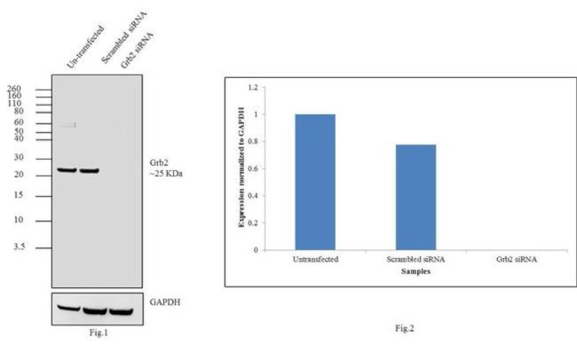 GRB2 Antibody