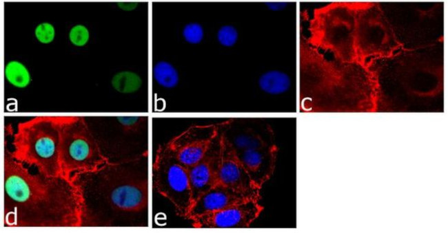 GATA3 Antibody in Immunocytochemistry (ICC/IF)