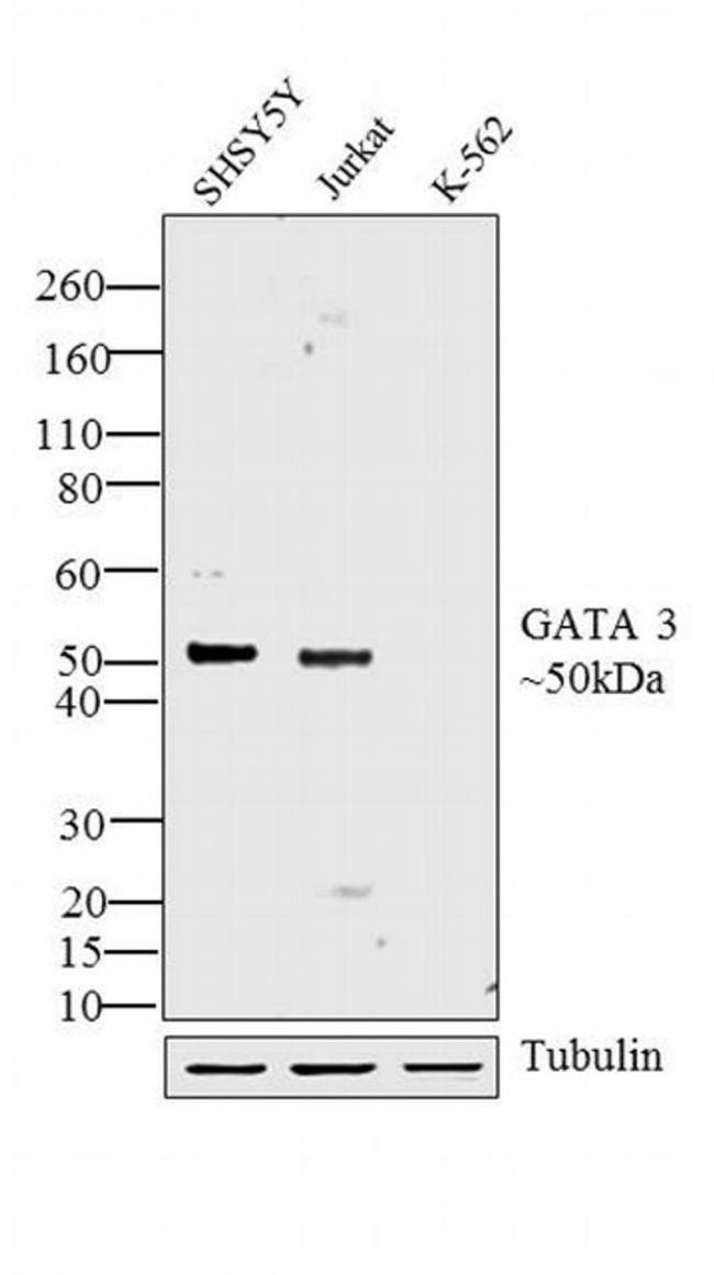 GATA3 Antibody in Western Blot (WB)