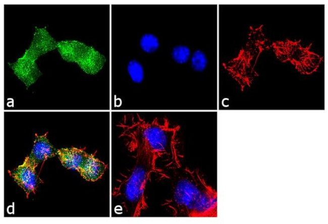 S1P1 Antibody in Immunocytochemistry (ICC/IF)