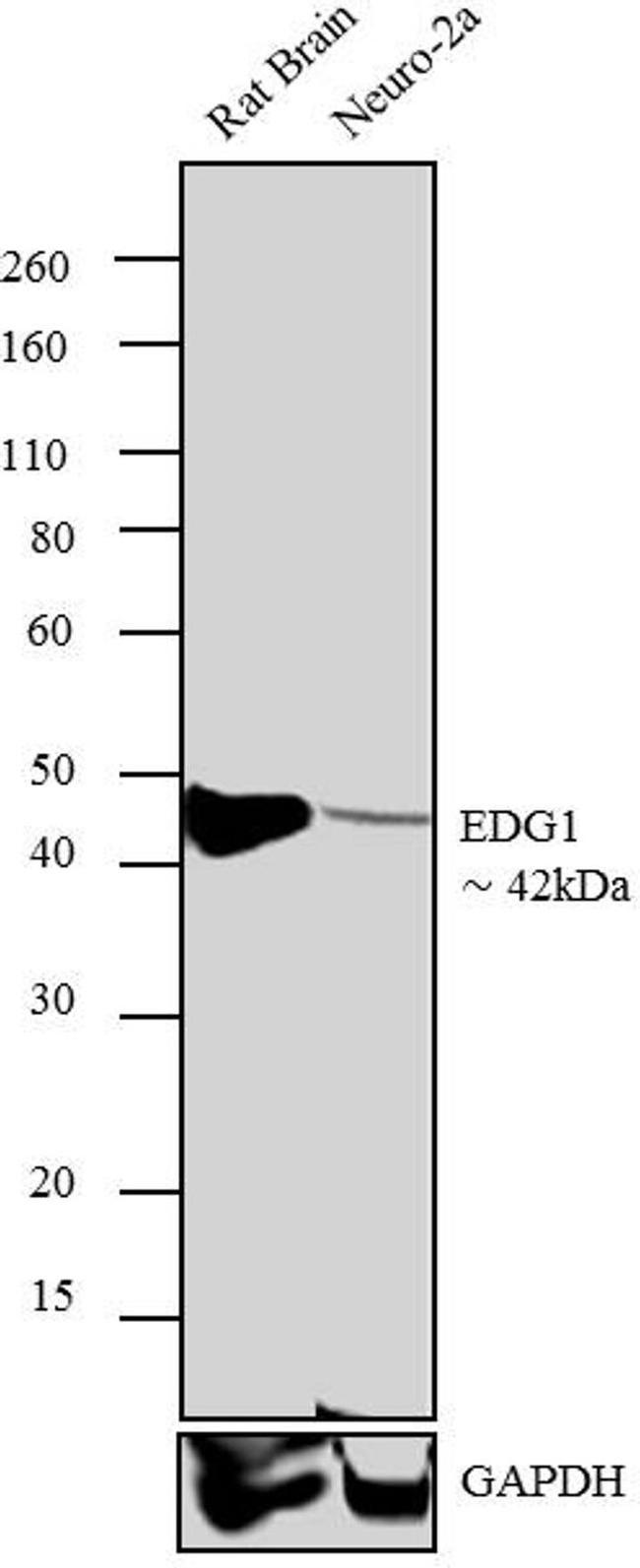 S1P1 Antibody in Western Blot (WB)