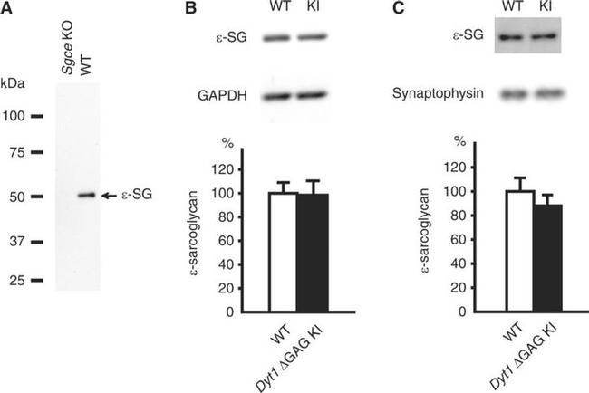 Synaptophysin Antibody in Western Blot (WB)