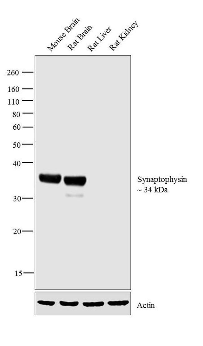 Synaptophysin Antibody in Western Blot (WB)