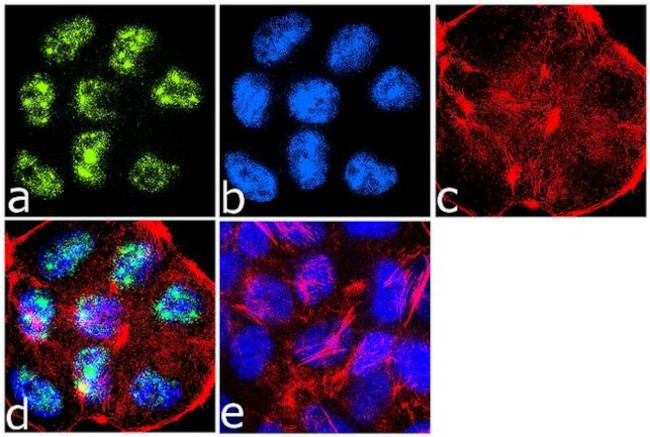 Phospho-IRS1 (Ser307) Antibody in Immunocytochemistry (ICC/IF)