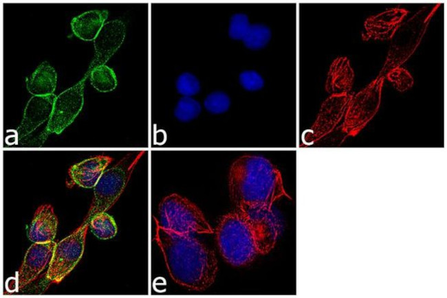 Ghrelin Antibody in Immunocytochemistry (ICC/IF)