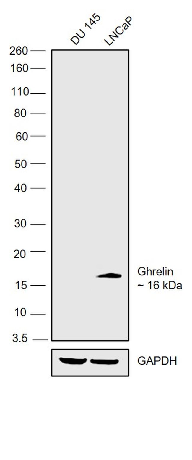 Ghrelin Antibody in Western Blot (WB)