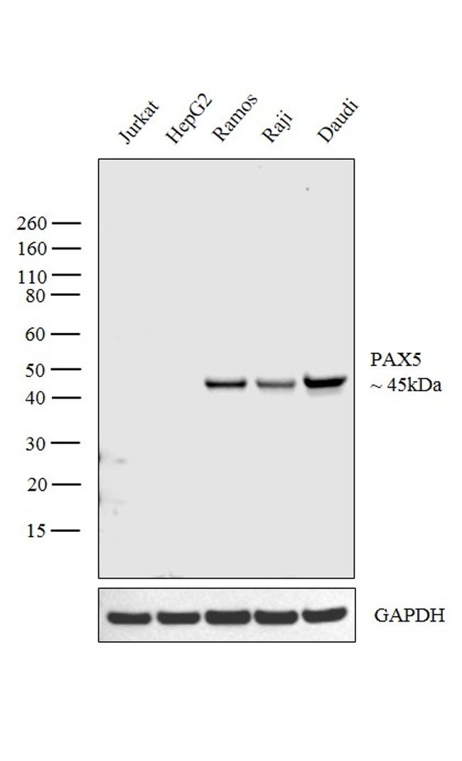 PAX5 Antibody in Western Blot (WB)