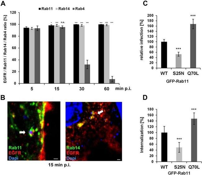 EGFR Antibody in Immunocytochemistry (ICC/IF)