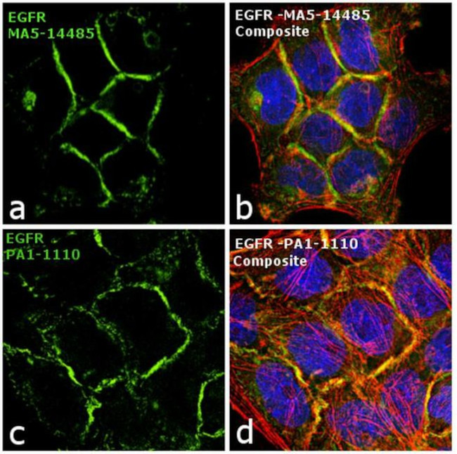 EGFR Antibody