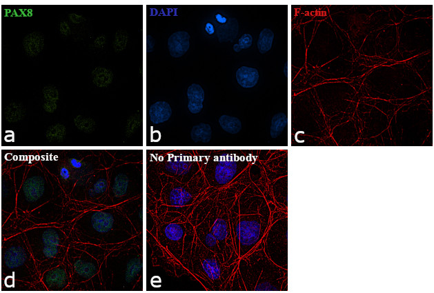 PAX8 Antibody in Immunocytochemistry (ICC/IF)