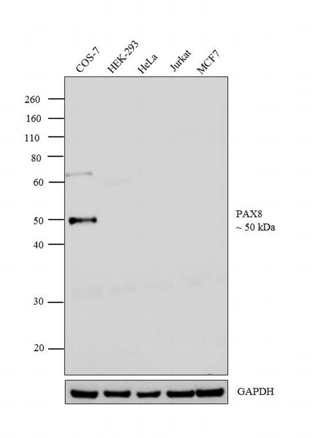 PAX8 Antibody in Western Blot (WB)