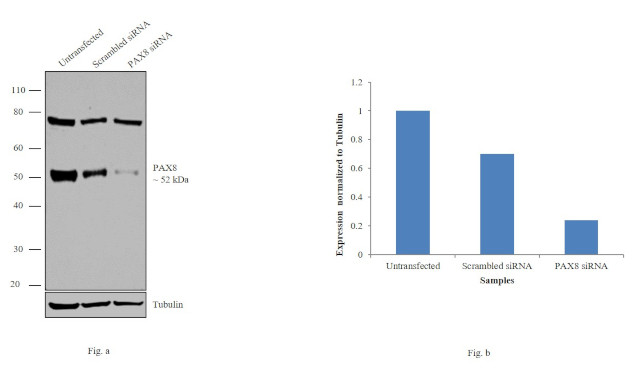 PAX8 Antibody