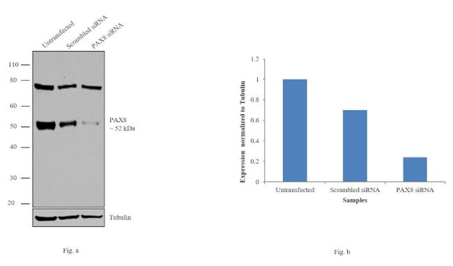 PAX8 Antibody in Western Blot (WB)