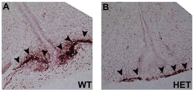 GnRH1 Antibody in Immunohistochemistry (IHC)