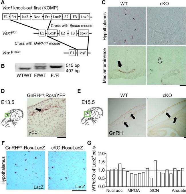 GnRH1 Antibody in Immunohistochemistry (Paraffin) (IHC (P))