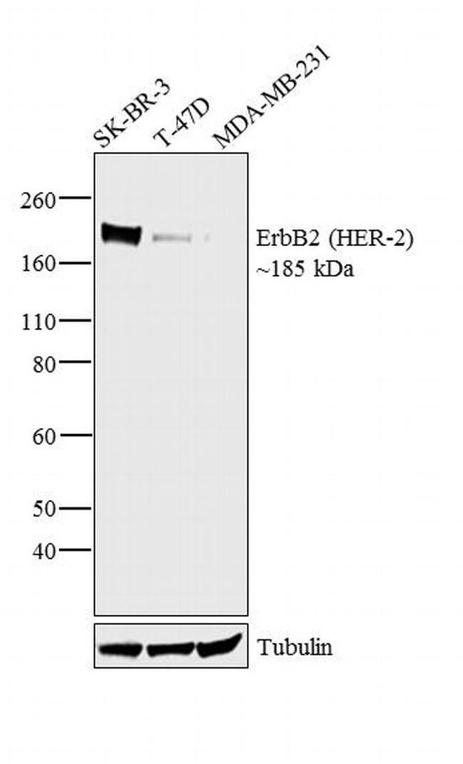 ErbB2 (HER-2) Antibody in Western Blot (WB)