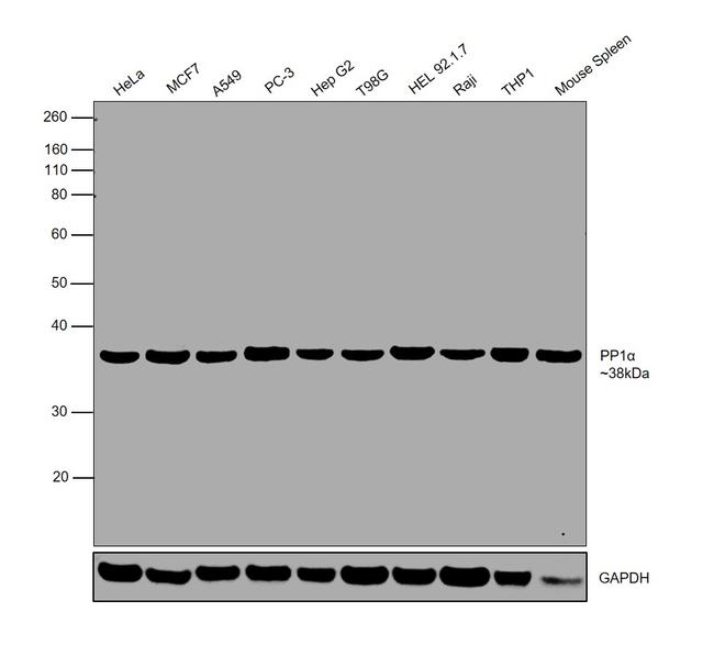 PP1 alpha Antibody in Western Blot (WB)