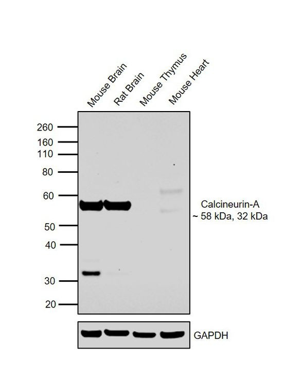 Calcineurin A Antibody