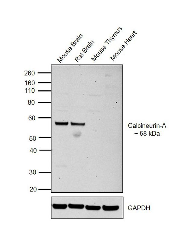 Calcineurin A Antibody in Western Blot (WB)