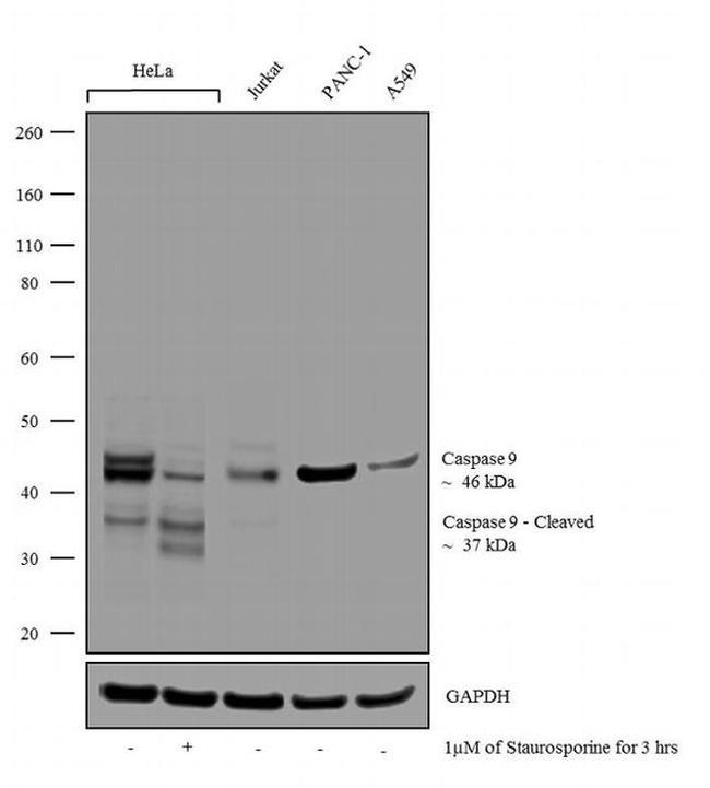 Caspase 9 Antibody in Western Blot (WB)