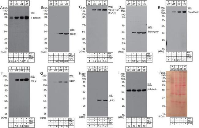 PPAP2B Antibody in Western Blot (WB)