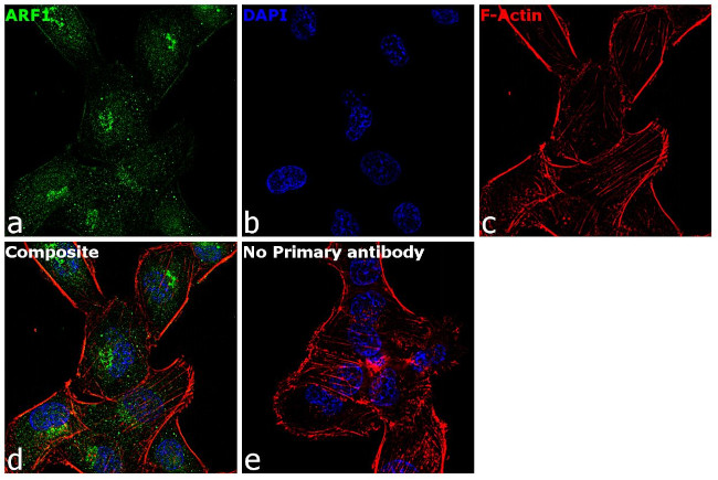 ARF1 Antibody in Immunocytochemistry (ICC/IF)