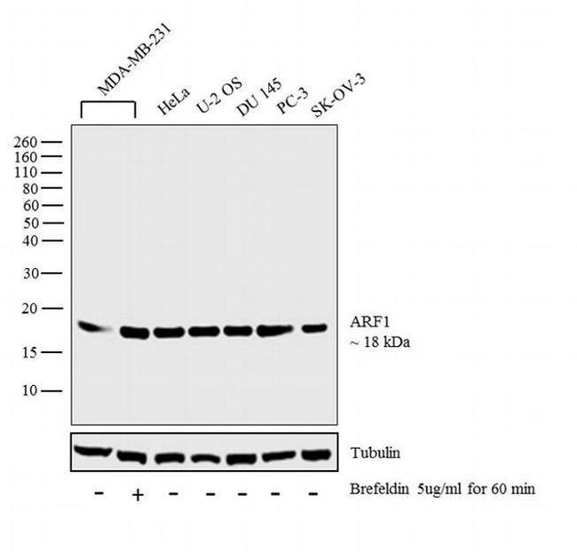 ARF1 Antibody in Western Blot (WB)