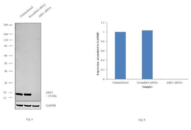 ARF1 Antibody in Western Blot (WB)