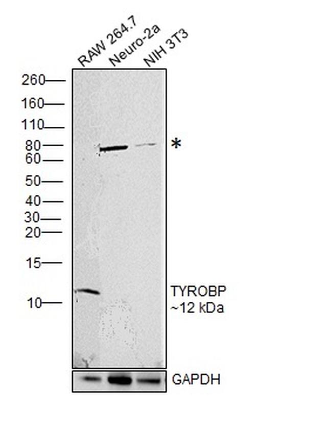 TYROBP Antibody in Western Blot (WB)