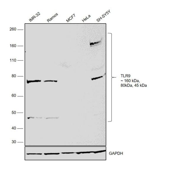 TLR9 Antibody in Western Blot (WB)