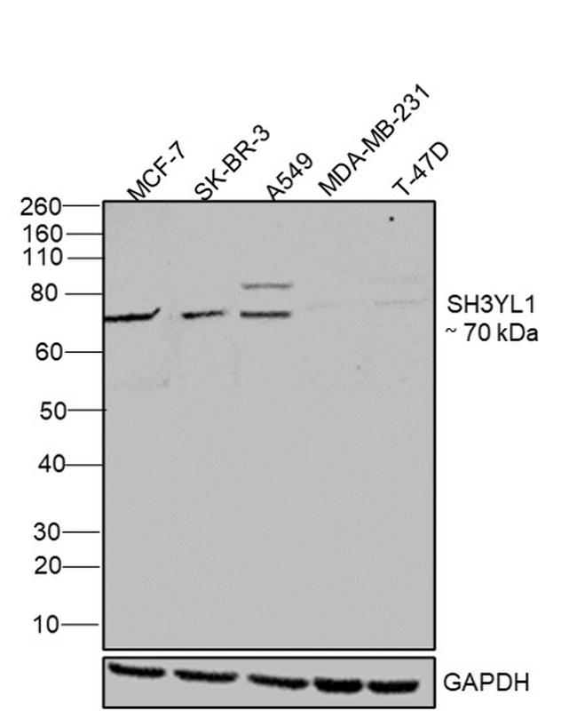 SIAH1 Antibody in Western Blot (WB)