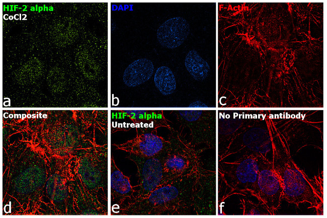 HIF-2 alpha Antibody in Immunocytochemistry (ICC/IF)