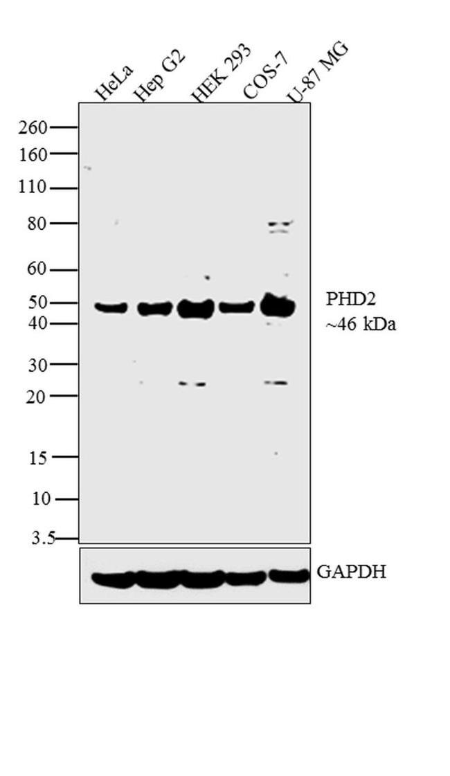 PHD2 Antibody in Western Blot (WB)