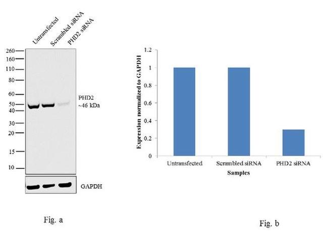 PHD2 Antibody in Western Blot (WB)