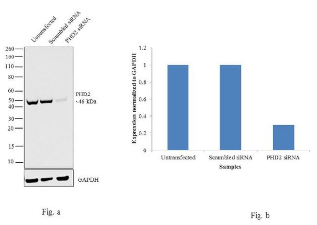 PHD2 Antibody