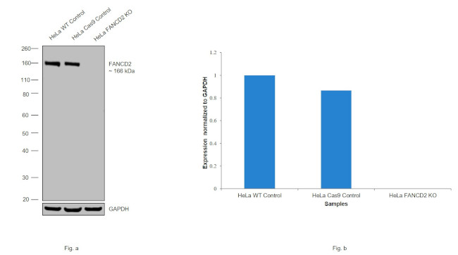 FANCD2 Antibody