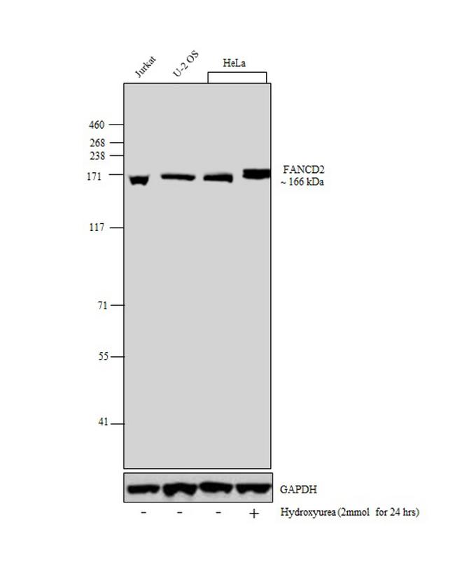 FANCD2 Antibody in Western Blot (WB)