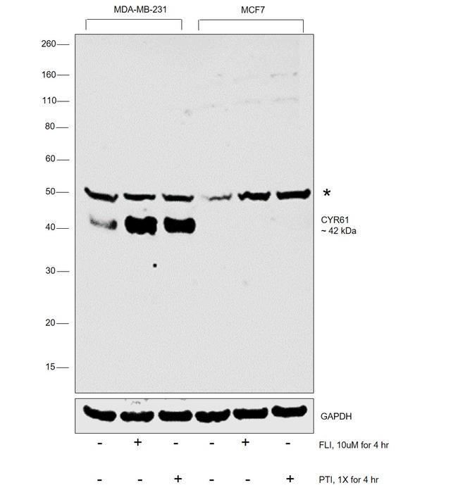 CYR61 Antibody in Western Blot (WB)