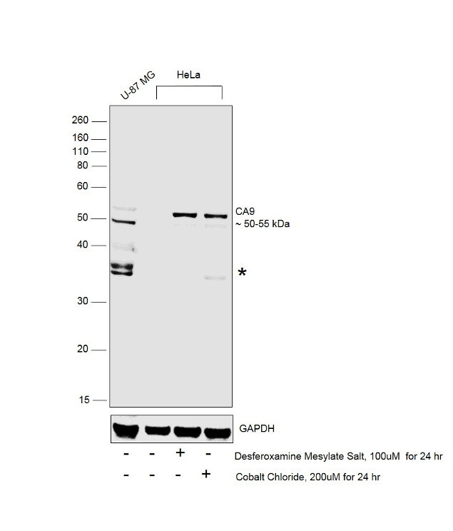 Carbonic Anhydrase IX Antibody