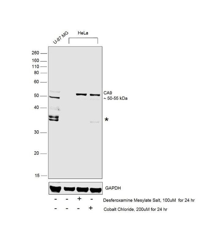 Carbonic Anhydrase IX Antibody in Western Blot (WB)