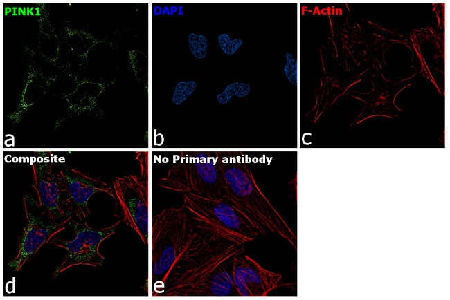 PINK1 Antibody in Immunocytochemistry (ICC/IF)