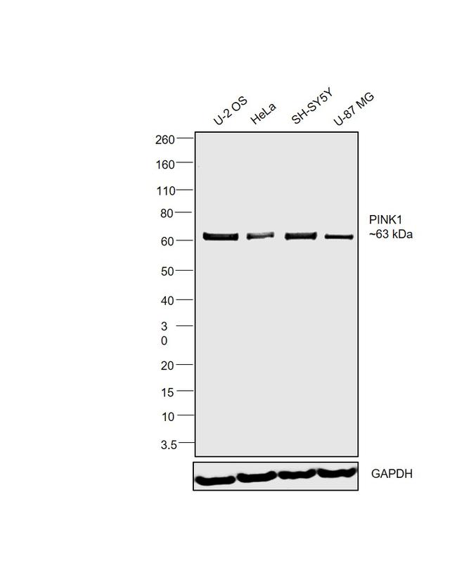 PINK1 Antibody in Western Blot (WB)