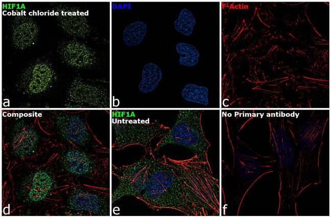 HIF1A Antibody