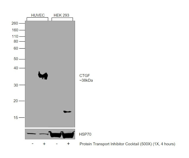 CTGF Antibody