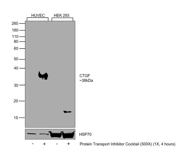 CTGF Antibody in Western Blot (WB)