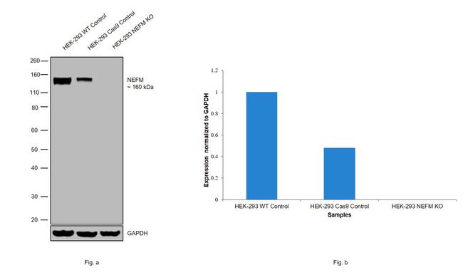 NEFM Antibody in Western Blot (WB)