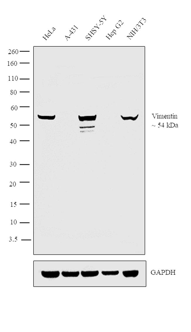 Vimentin Antibody in Western Blot (WB)