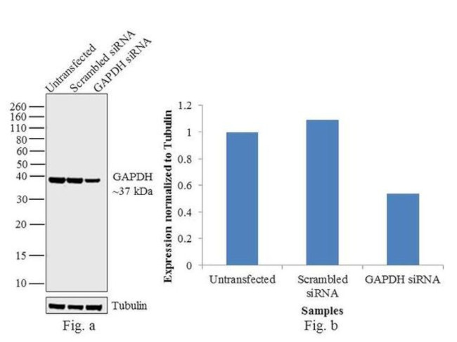 GAPDH Antibody