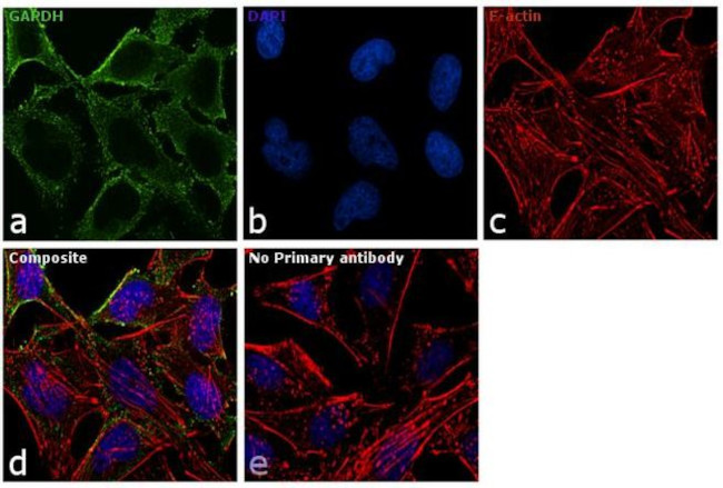 GAPDH Antibody in Immunocytochemistry (ICC/IF)